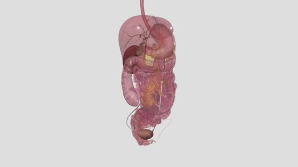 膀胱是尿液的临时蓄水池 它位于骨盆腔内 — 图库视频影像