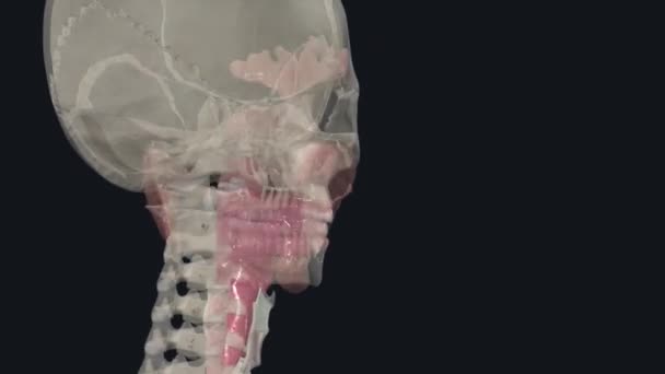 上呼吸道系统 或称上呼吸道 由鼻腔 咽喉和咽喉组成 — 图库视频影像