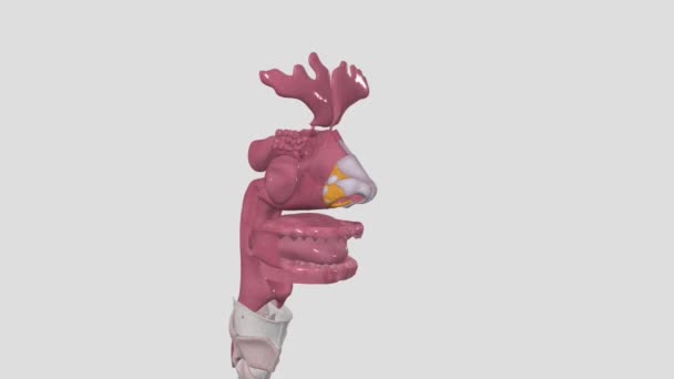 Système Respiratoire Supérieur Les Voies Respiratoires Supérieures Compose Nez Cavité — Video