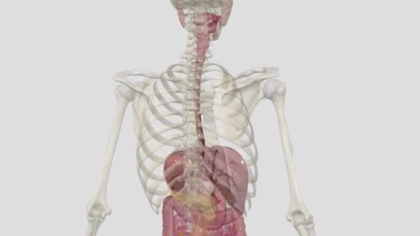上消化道由口 胃和十二指肠组成 — 图库视频影像