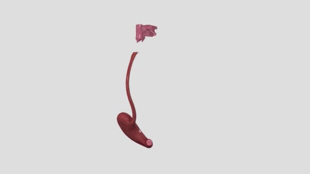 Der Obere Magen Darm Trakt Besteht Aus Mund Rachen Speiseröhre — Stockvideo