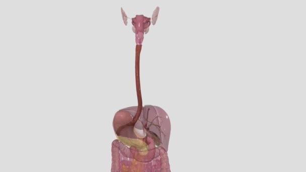 上の胃腸管は口 ファリン 胃およびデュデナムから成っています — ストック動画