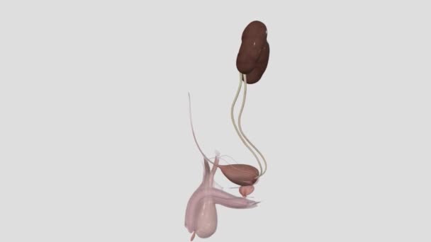 Sistema Urinario Incluye Los Riñones Uréteres Vejiga Uretra — Vídeos de Stock