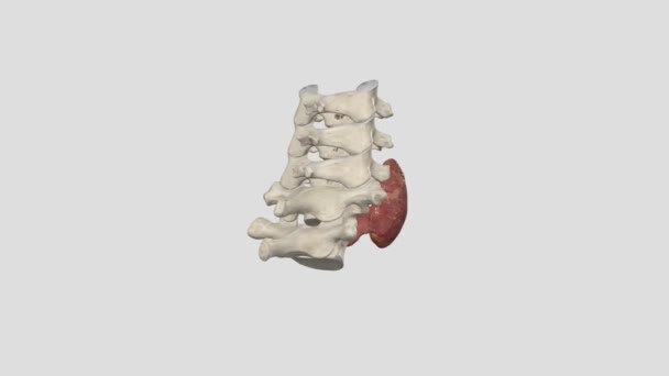 Die Schilddrüse Ist Eine Endokrine Drüse Hals — Stockvideo