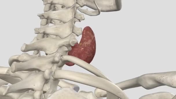 Glándula Tiroides Una Glándula Endocrina Cuello — Vídeo de stock