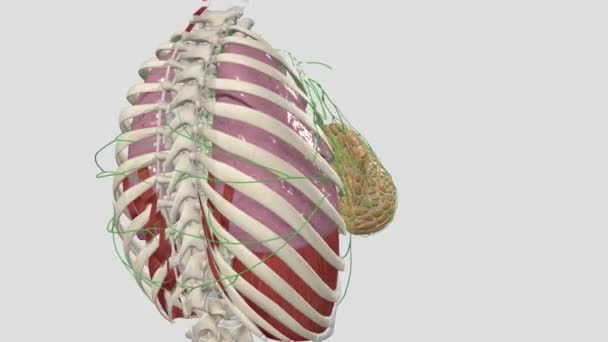 Hrudní Kanál Největší Lymfatická Nádoba Lidském Těle — Stock video