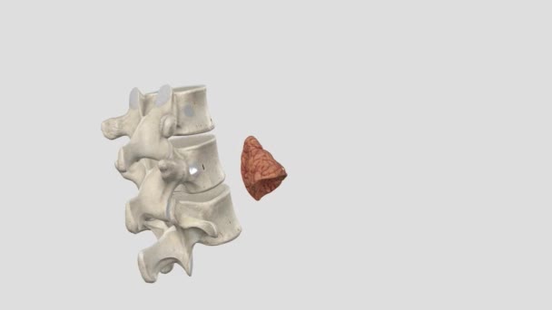 アデレン腺 英語版 両腎臓の上部に位置する小さな三角形の腺である — ストック動画