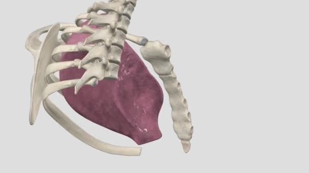Lepsze Lobe Lewego Płuca — Wideo stockowe