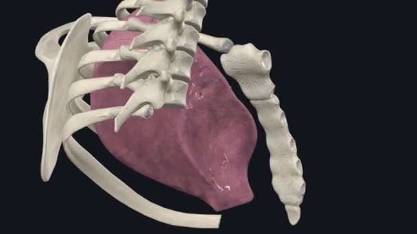 Överlägsen Lobe Vänster Lung — Stockvideo