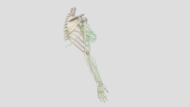 前臂浅层淋巴血管 — 图库视频影像