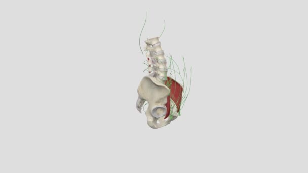 腹部浅层淋巴血管 — 图库视频影像