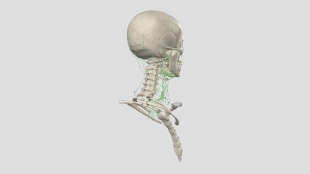 浅层侧颈淋巴血管 — 图库视频影像