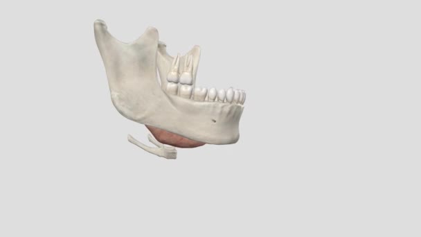 下颌骨下腺体是位于下颌骨下三角形的主要唾液腺对 — 图库视频影像