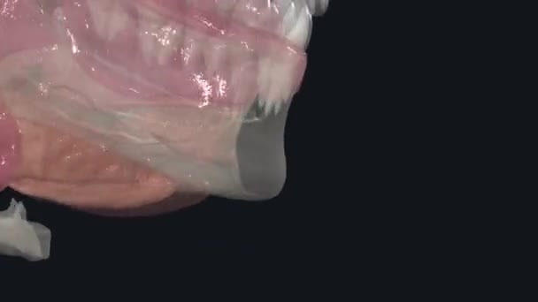 下颌骨下腺体是位于下颌骨下三角形的主要唾液腺对 — 图库视频影像