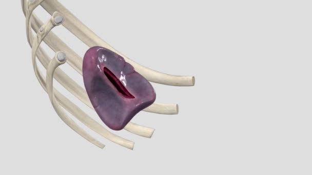 Spleen Fist Sized Organ Found Upper Left Side Your Abdomen — Stock Video