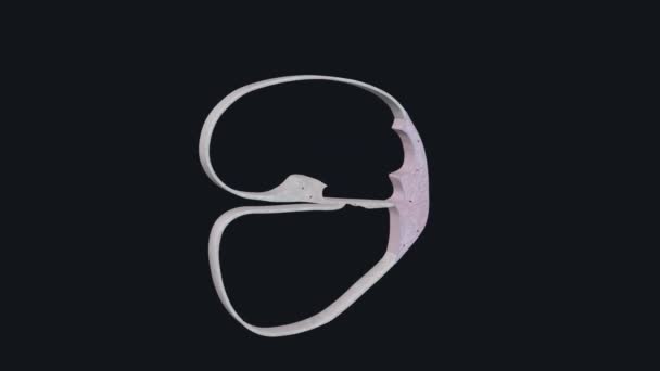 Wiązadło Spiralne Zabezpiecza Błonę Cochlear Duct Kanału Kostnego Spirali Cochlea — Wideo stockowe