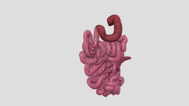 Small Intestine Small Bowel Part Your Digestive System — Stock Video