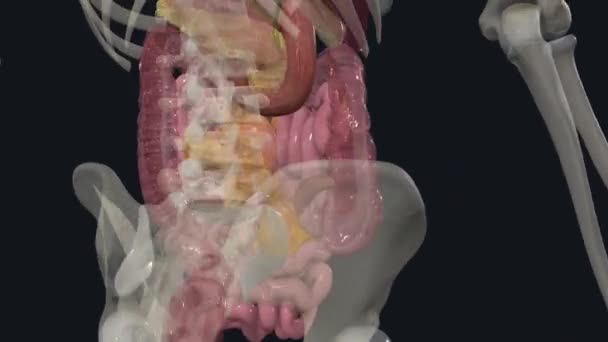 Nce Bağırsak Ince Bağırsak Sindirim Sisteminin Bir Parçasıdır — Stok video