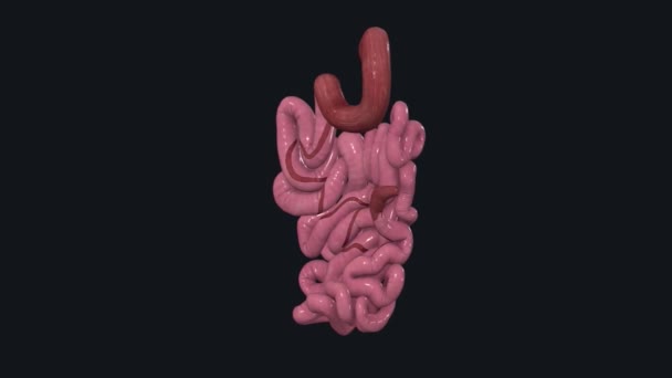 Intestinul Subțire Sau Intestinul Subțire Face Parte Din Sistemul Digestiv — Videoclip de stoc
