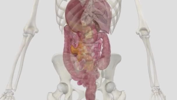 血清学 血清学是小肠的外层 — 图库视频影像