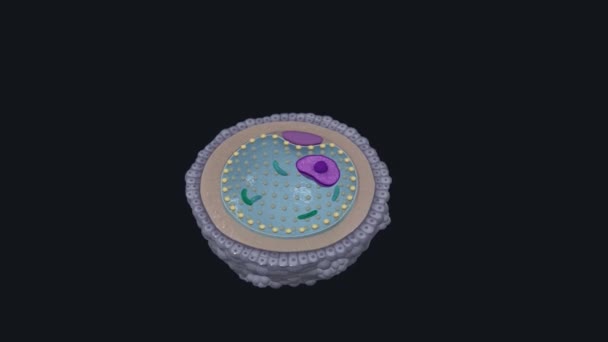 Вторинний Ооцит Клітина Яка Утворюється Мейозом Огенезі — стокове відео