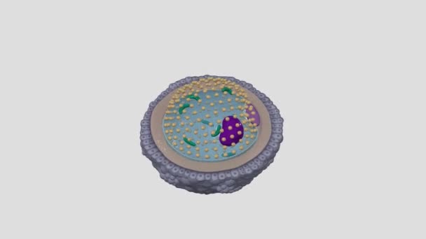 第2のオッカイトは 新生児における結核Iによって形成される細胞である — ストック動画