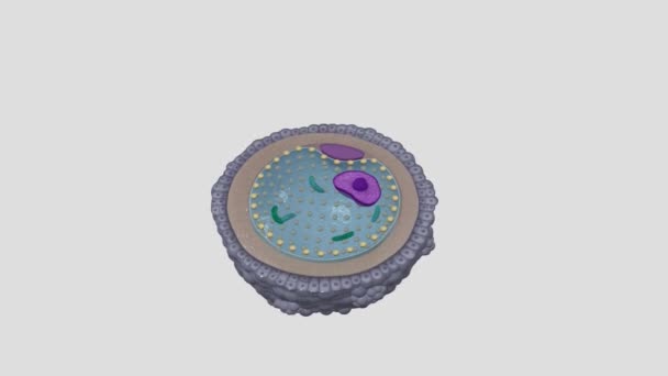 第2のオッカイトは 新生児における結核Iによって形成される細胞である — ストック動画