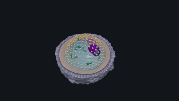 次生卵母细胞是由减数分裂I在造卵过程中形成的细胞 — 图库视频影像