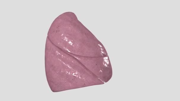 Sağ Akciğer Lobdan Oluşur Sağ Üst Lob Rul Sağ Orta — Stok video