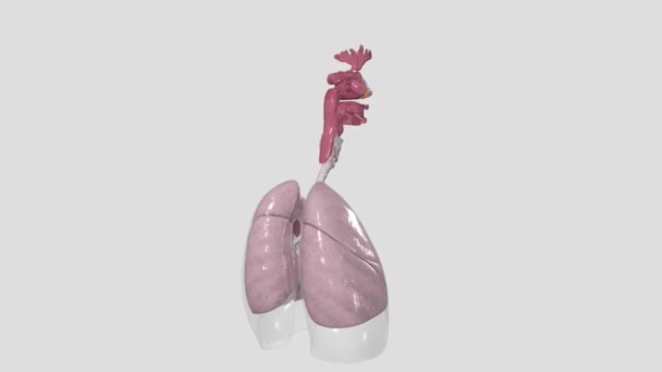 呼吸器系には ボイスボックス ウィンドパイプ 肺などがあります — ストック動画