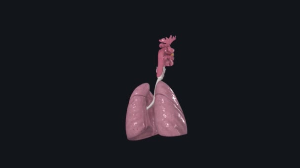 Respiratory System Includes Nose Mouth Throat Voice Box Windpipe Lungs — Stock video