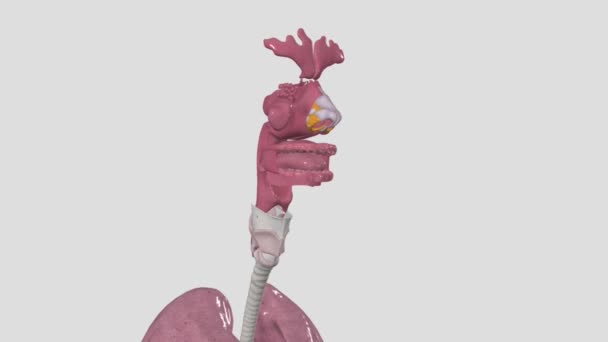 Respiratory System Includes Nose Mouth Throat Voice Box Windpipe Lungs — Stock video
