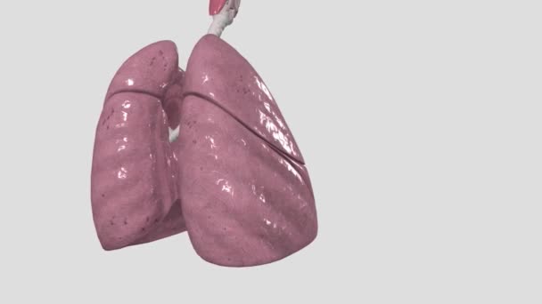 Respiratory System Includes Nose Mouth Throat Voice Box Windpipe Lungs — Video Stock