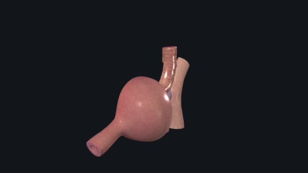 肾小球 或Malpighian Body 是肾肾的血液过滤成分 — 图库视频影像