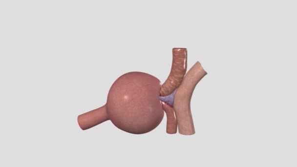 肾小球 或Malpighian Body 是肾肾的血液过滤成分 — 图库视频影像