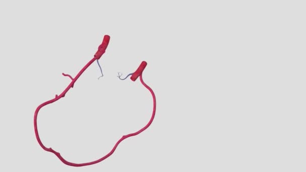 肺静脉是将有氧血液从肺转移到心脏的静脉 — 图库视频影像