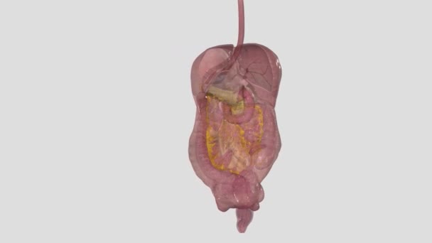 Peritoneum Jest Surowa Błona Która Linii Jamy Brzusznej — Wideo stockowe