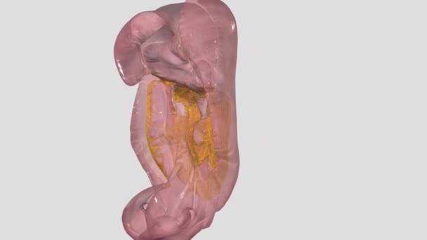 腹膜是连接腹腔的浆膜 — 图库视频影像