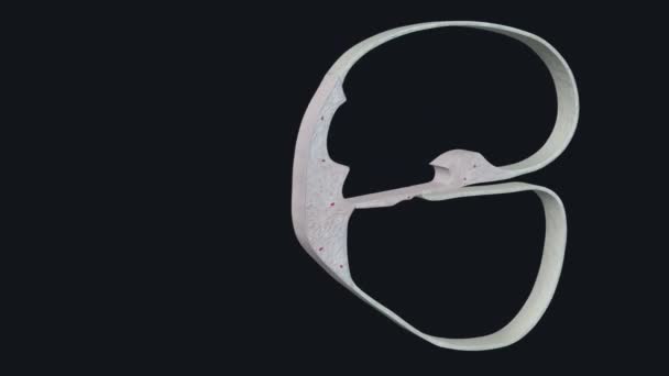 Periosteum Eklem Yüzeyleri Hariç Tüm Kemiklerin Dış Yüzeyini Kaplayan Bir — Stok video