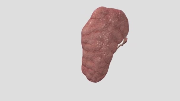 腮腺是坐在耳朵前面的唾液腺 — 图库视频影像