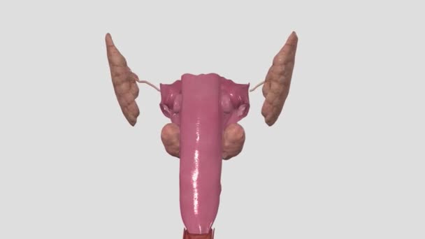 腮腺是坐在耳朵前面的唾液腺 — 图库视频影像