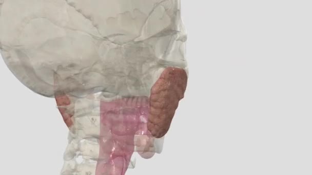뇌하수체는 앉아있는 뇌하수체입니다 — 비디오