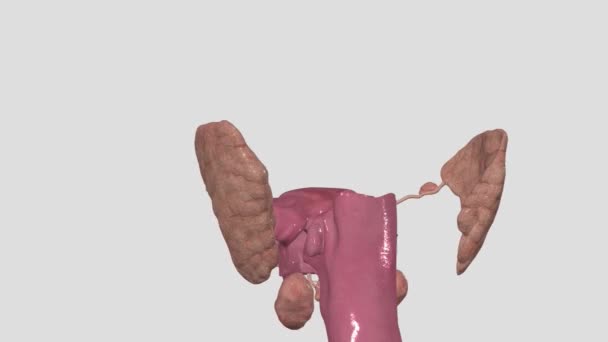 Parotid Bezleri Sadece Kulakların Önünde Duran Tükürük Bezleridir — Stok video