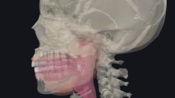 パロチド腺は耳の前に座っている唾液腺です — ストック動画