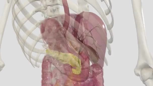 Pancreas Organo Situato Nell Addome Svolge Ruolo Essenziale Nella Conversione — Video Stock
