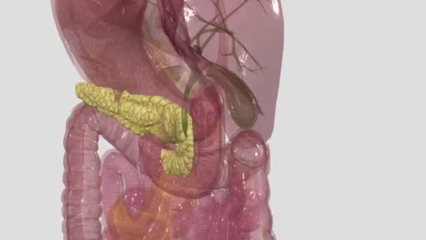 胰腺是位于腹部的器官 它在把我们吃的食物转化为身体细胞所需的燃料方面起着至关重要的作用 — 图库视频影像