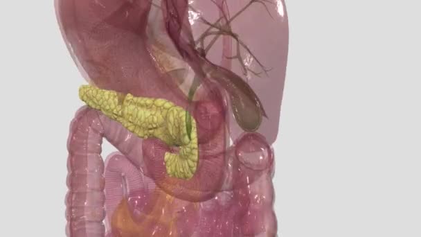 胰腺是位于腹部的器官 它在把我们吃的食物转化为身体细胞所需的燃料方面起着至关重要的作用 — 图库视频影像