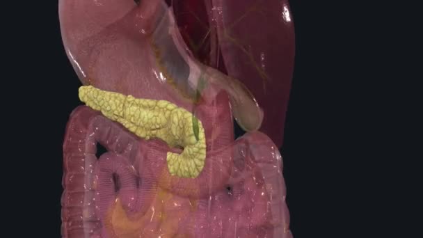 Pancreas Organ Located Abdomen Plays Essential Role Converting Food Eat — Stock Video