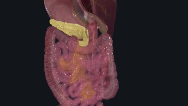 Pâncreas Órgão Localizado Abdômen Ele Desempenha Papel Essencial Conversão Alimento — Vídeo de Stock