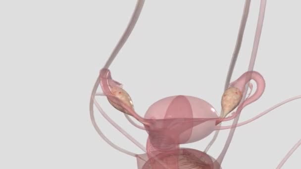 卵巢是女性生殖系统中产生卵子的器官 — 图库视频影像